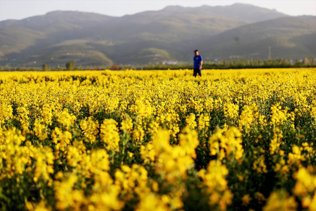 Konya’nın kuruyan gölünü altın sarısı renklendirdi 7